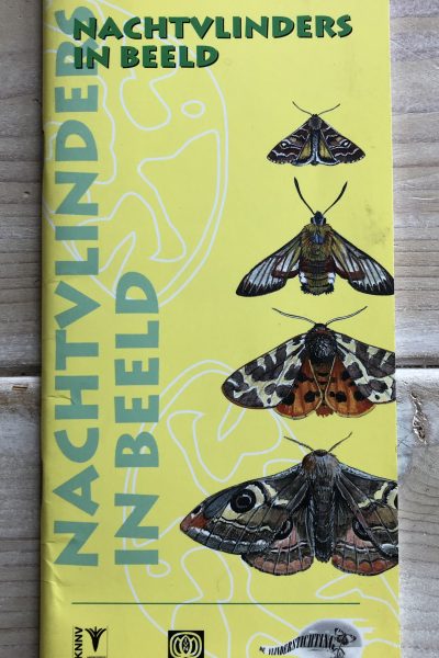 Nachtvlinders in beeld