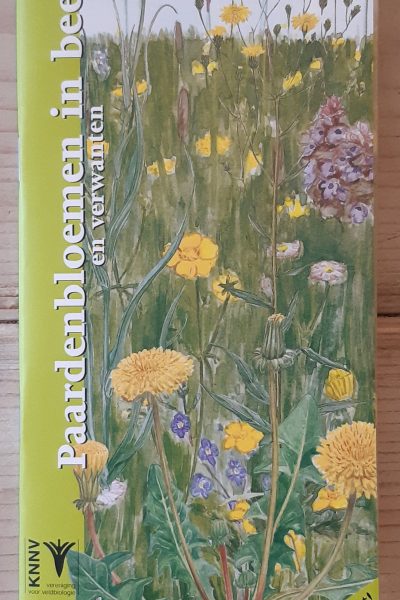 Paardenbloemen in beeld en verwanten