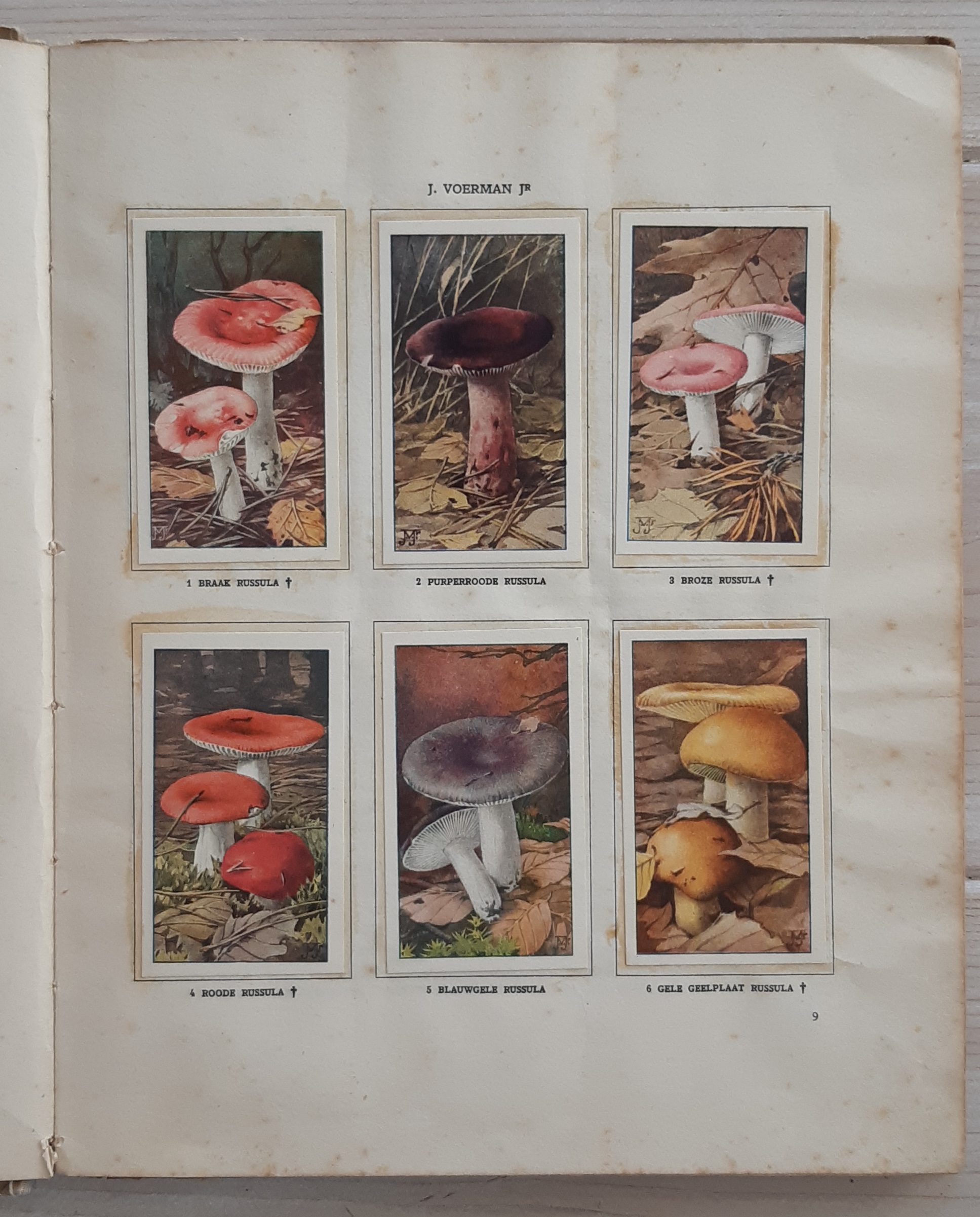 Paddenstoelen door Dr. Jac. P. Thijsse - Afbeelding 5
