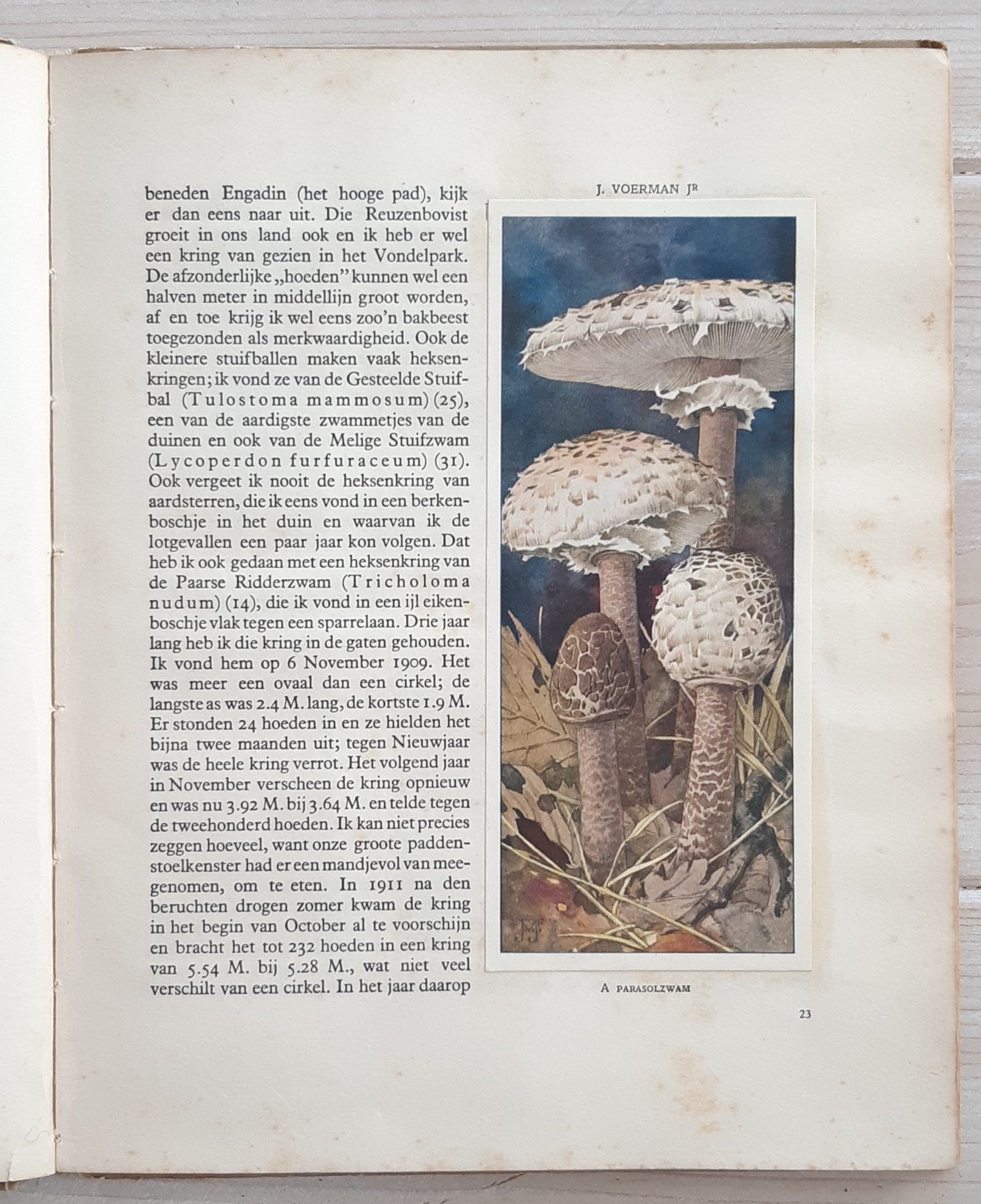 Paddenstoelen door Dr. Jac. P. Thijsse - Afbeelding 6