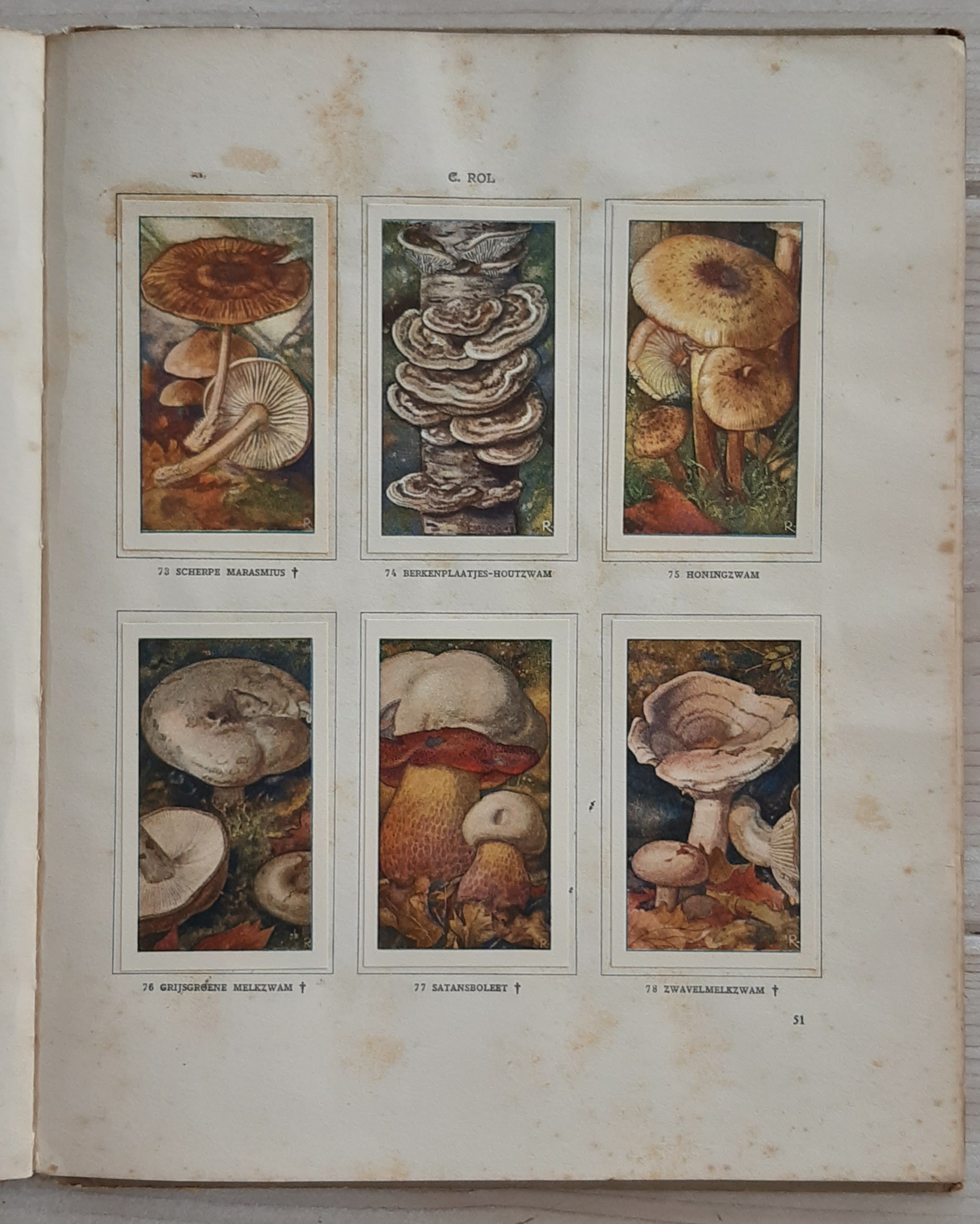 Paddenstoelen door Dr. Jac. P. Thijsse - Afbeelding 7