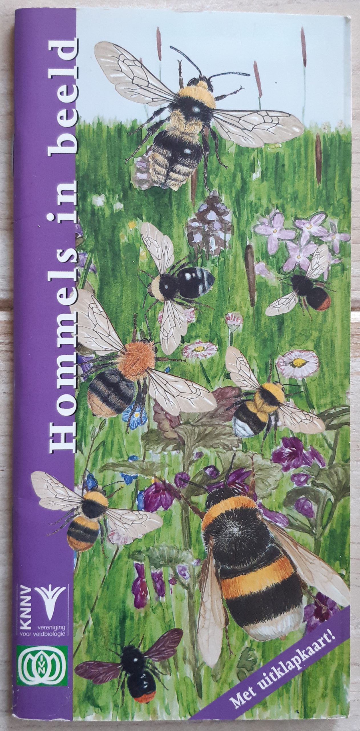 Hommels in beeld