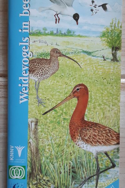 Weidevogels in beeld