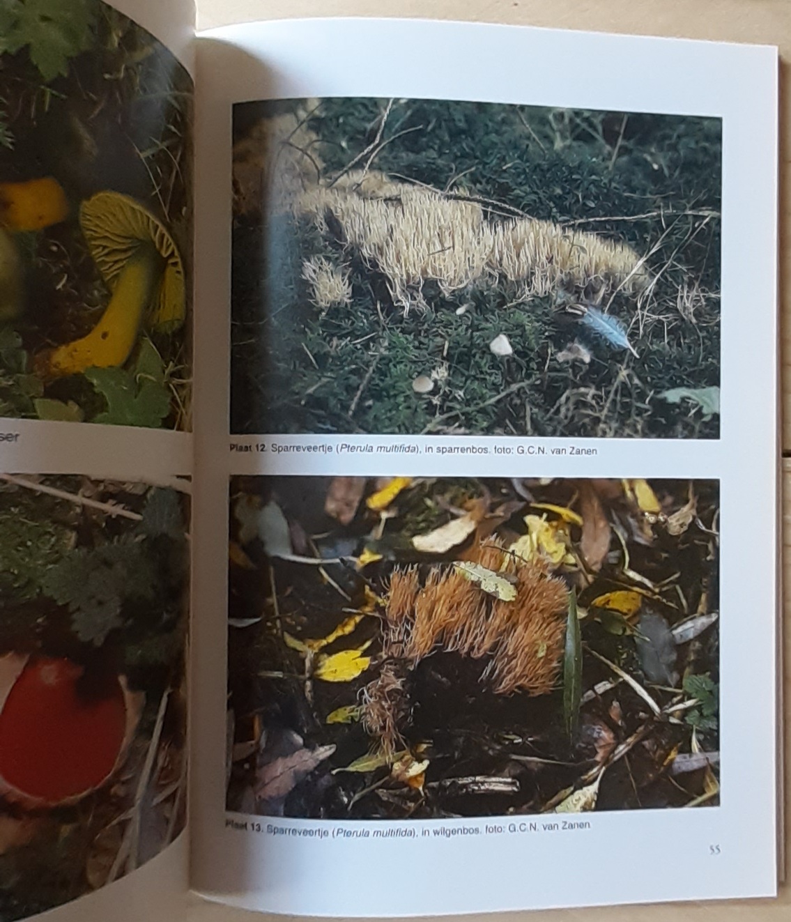 Paddestoelen in Flevoland - Afbeelding 3