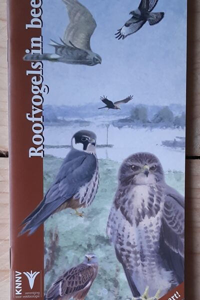 Roofvogels in beeld