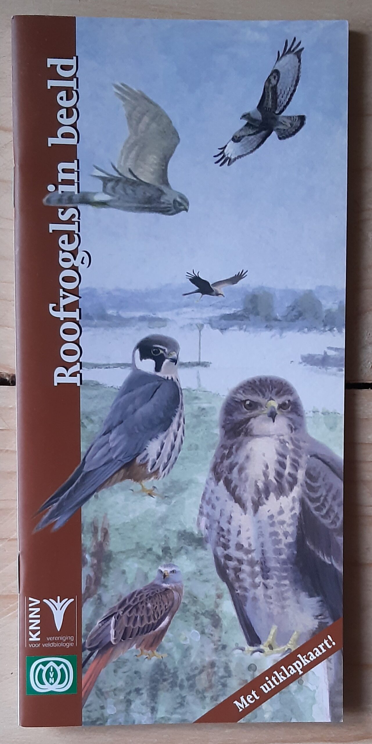 Roofvogels in beeld