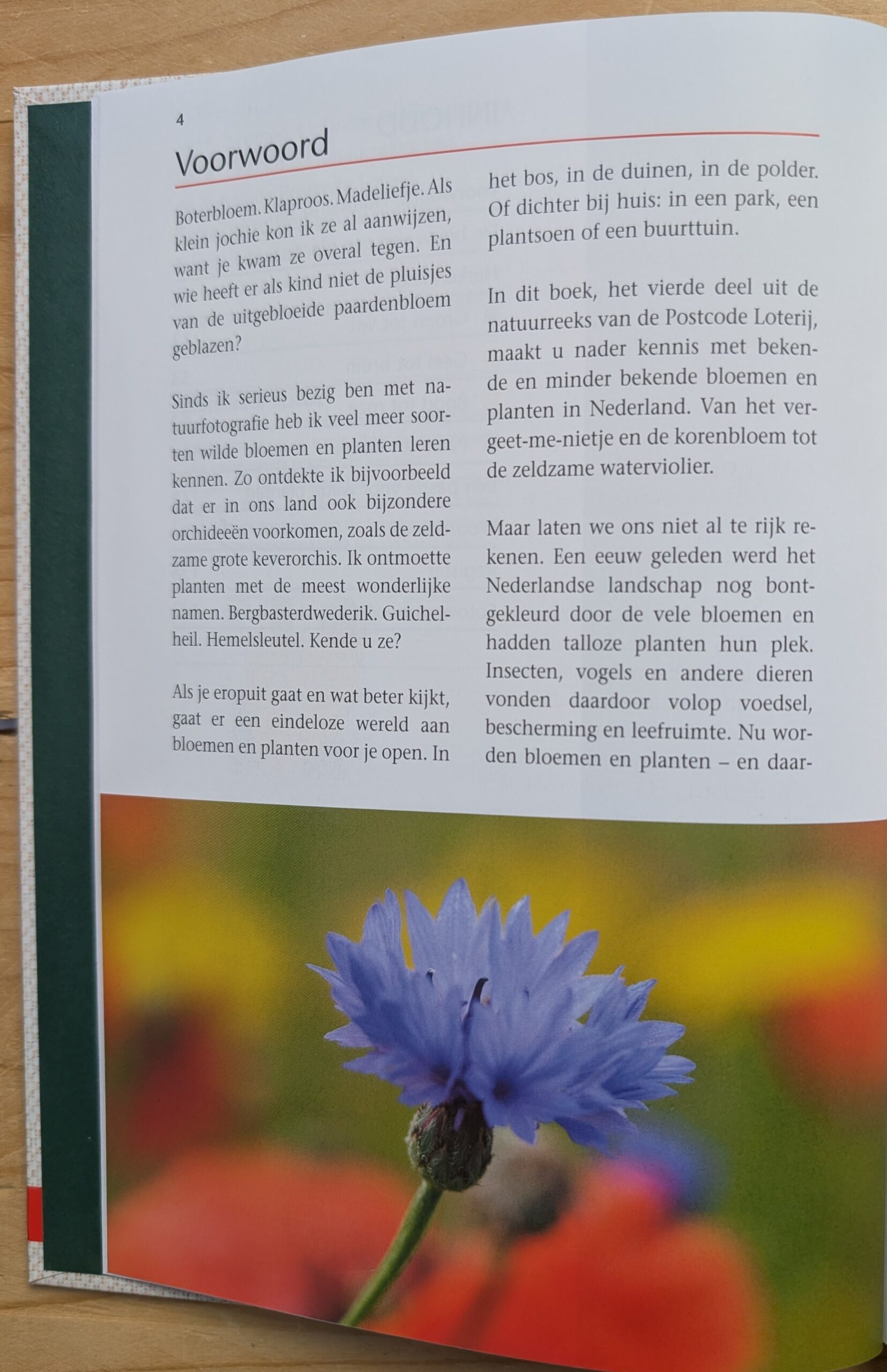 Wilde bloemen & planten in Nederland - Afbeelding 2