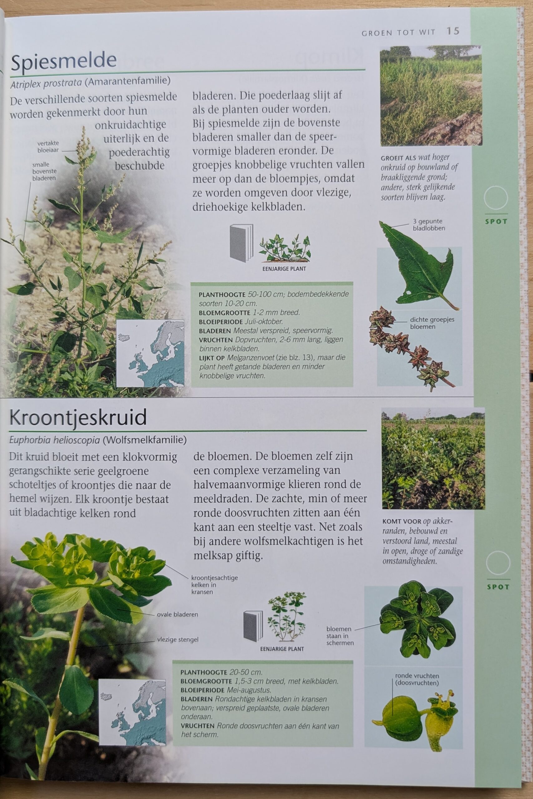 Wilde bloemen & planten in Nederland - Afbeelding 3