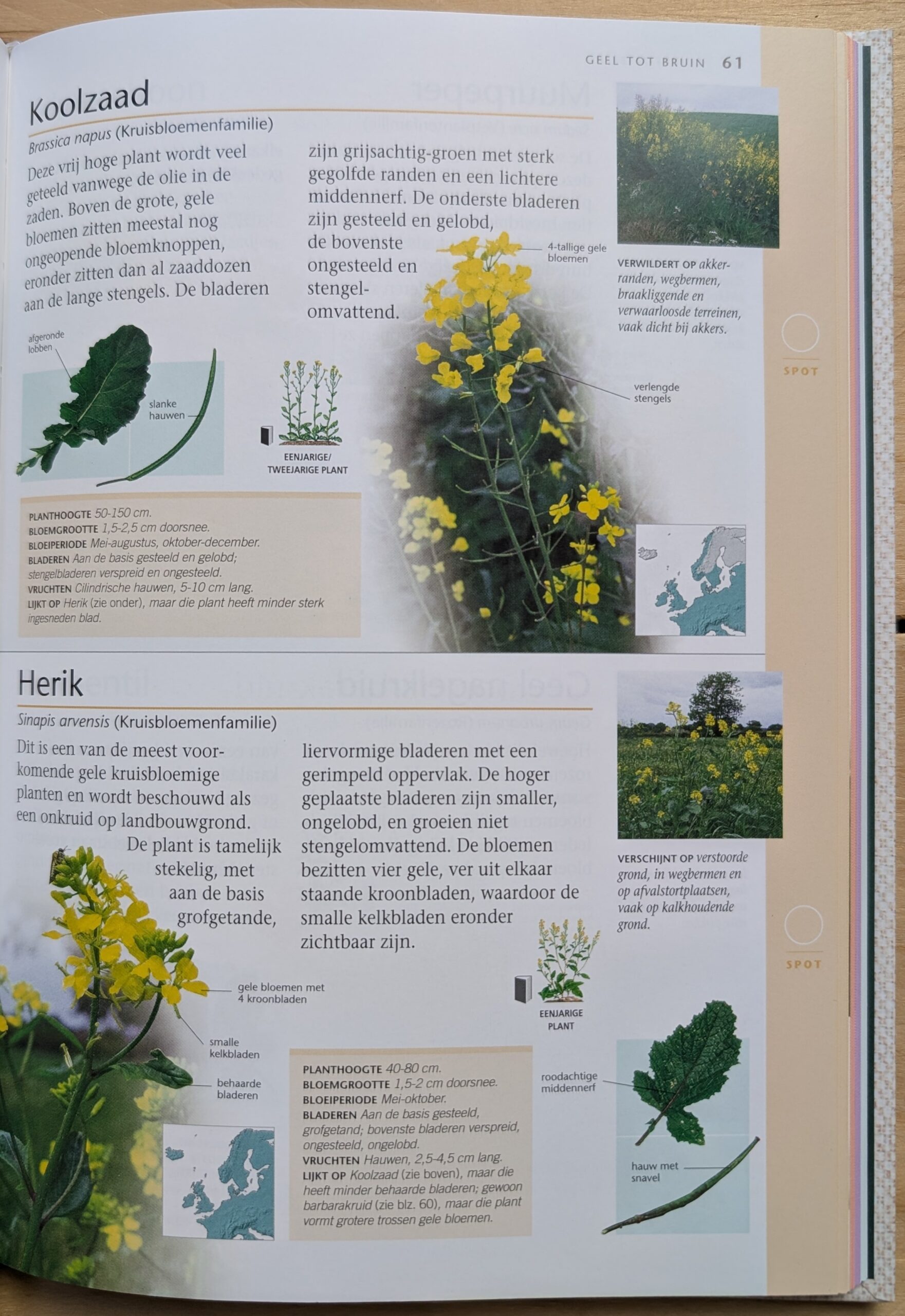 Wilde bloemen & planten in Nederland - Afbeelding 4